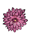 Dahlia illustration